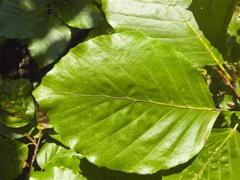 filefagus sylvatica leaf jpg wikimedia commons