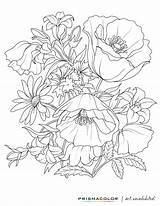 Coloring Pages Adult Flower Flowers Adults Colouring Printable Book Beautiful Sheets Michaels Grown sketch template
