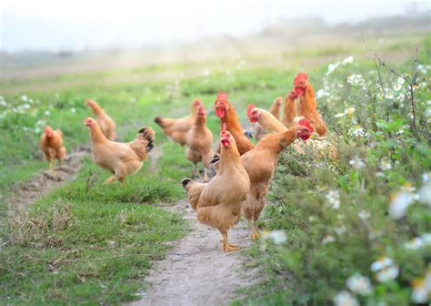 how to raise chickens using alternative poultry production