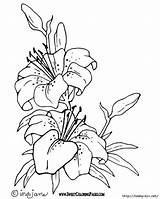 Stargazer Lily Drawing Coloring Pages Getdrawings sketch template