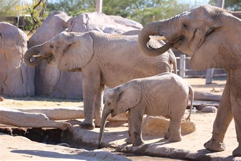 latest  reid park zoos african elephant herd reid park zoo