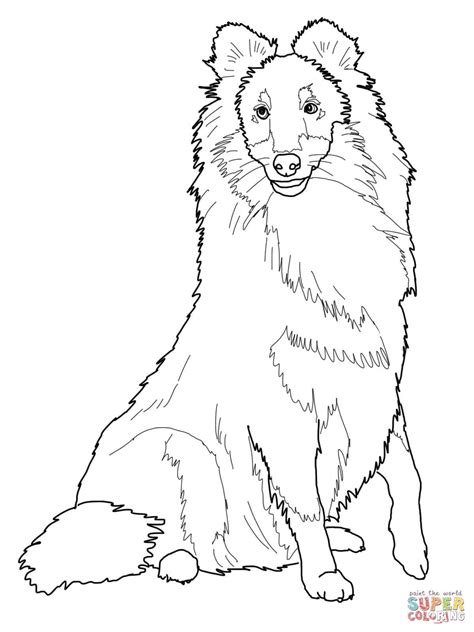 sheltie shetland sheepdog coloring page  printable coloring pages