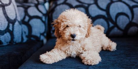 toy poodle smaller   miniature poodle learn  differences