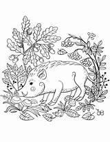 Cinghiale Boar Colouring Colorat Woodland Getcolorings Mistret Foresta sketch template