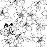 Cherry Blossom Line Drawing Japanese Getdrawings Flower Coloring Pages Tree sketch template