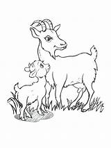 Goat Coloring Pages Baby Cute Boer Drawing Billy Goats Printable Getcolorings Color Getdrawings Mountain Three Colorings Print sketch template