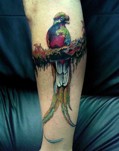 images  quetzal  pinterest birds quetzal
