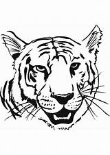 Coloring Tiger Malvorlagen Harimau Kertas Mewarna Kanak Halaman Tigers Haiwan sketch template