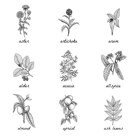 botanical prints taryn whiteaker designs