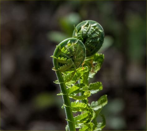 dsc fiddlehead fern fiddleheads  fiddlehead greens flickr
