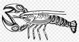 Lobster Crayfish sketch template