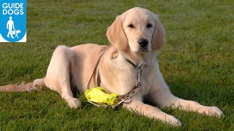 lets    weekly guide dog puppy  weekly