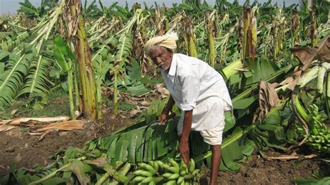 Banana Farmers In Kerala Form Association The Hindu Businessline
