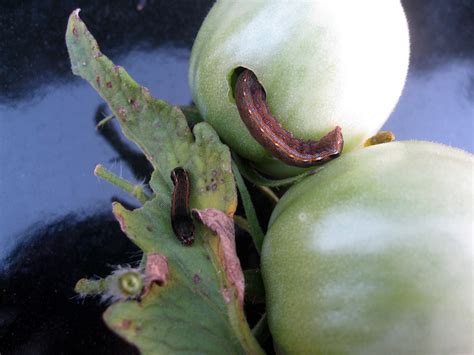 protect  plants  common tomato pests espoma