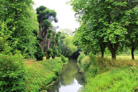 bomen en beek stock foto image  uitbundigheid kreek