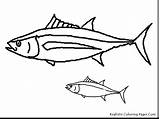 Coloring Fish Realistic Tuna Pages Color 05kb 1126 Getcolorings sketch template