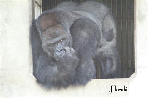 shabani el gorila sexy que vuelve locas a las japonesas