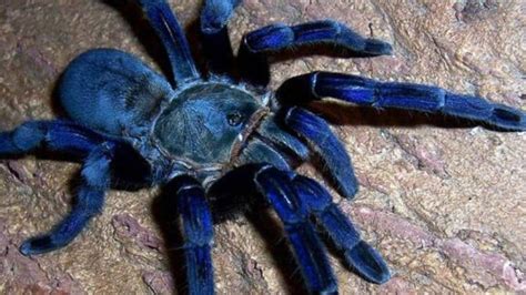 asi es la tarantula azul por  tiene ese color