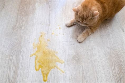 does your cat vomit after eating