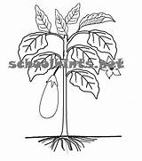 Roots Stem Coloring Tree Pages Plant Parts Fruits Leaves Grow Fruit Flowers Getcolorings Functions Printable Identifying Their Has Ground Du sketch template