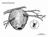 Nest Wasp Coloring Paper Exploringnature sketch template