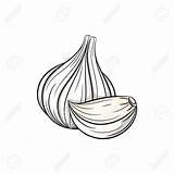 Garlic Drawing Getdrawings sketch template