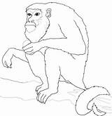 Monkey Howler Coloring Tree Sits Pages Drawing Squirrel Color Supercoloring sketch template