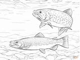 Trout Coloring Rainbow Brown Fish Brook Drawings Printable Drawing Supercoloring Fishing Colouring Saltwater Adult Wonderfully Sea Getcolorings Trouts Crafts Category sketch template