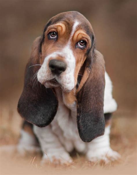 5 Difference Between A Basset Hound And Beagle