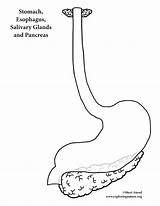 Digestive Organs Sistema sketch template