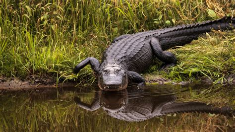 officials investigating report  alligator  connecticut abc  york