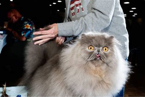 complete guide      cat show funny cat pix