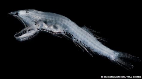 ocean s hidden world of plankton revealed in enormous database bbc news