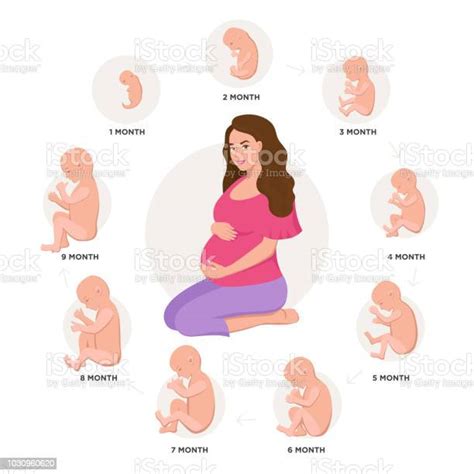 pregnant woman and embryonic development with embryo icons medical