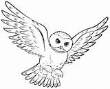 Sowa Hedwiga Kolorowanka Burung Hantu Druku Sketsa Harrego Untuk Pottera Sową Pelajarindo Yang Drukowanka sketch template