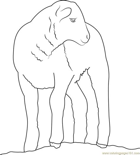 baby sheep coloring page  sheep coloring pages coloringpagescom