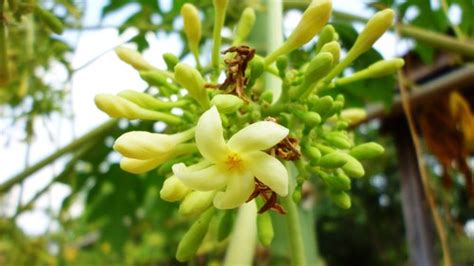 Male And Female Papaya Trees Home Guides Sf Gate