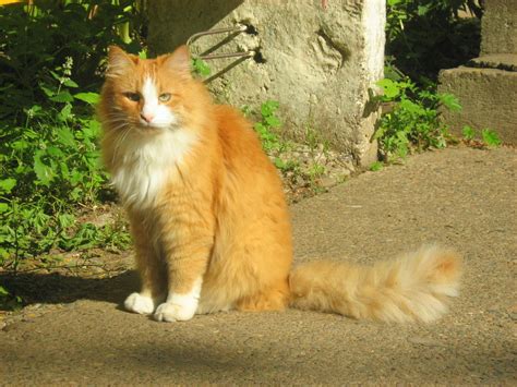 sunny ginger cat russian cats pictures