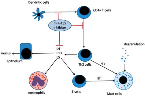ijms free full text mir 155 a novel target in allergic asthma