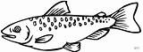 Salmon Coloring Pages Fish Gif sketch template