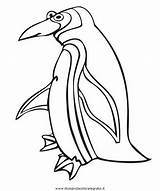 Pinguino Disegno Pinguini Colorare Penguins Disegnidacoloraregratis sketch template