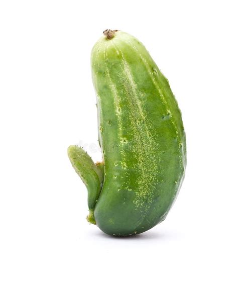 Sex Cucumber Stock Image Image Of Organ Cucumber Reproduction 15479333