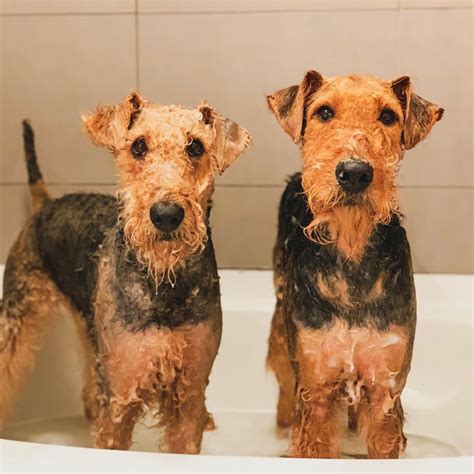 incredible reasons  love airedale terriers petpress