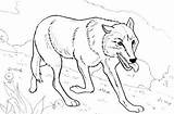 Wolf Coloring Pages Realistic Hard Cool Print Wolves Animal Printable Head Adult Sheets Deer Popular Kids sketch template