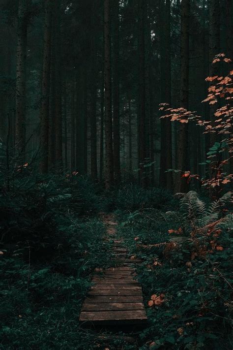 update    dark green forest wallpaper latest incoedocomvn