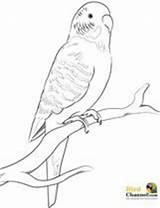 Pages Bird Parakeet Budgie Wellensittich Malvorlage Canary Parrot Budgerigar Finch Ausmalbild Blümchen Designlooter Parakeets Malvorlagen sketch template