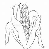 Cob Pannocchia Cereale Foglie Coloritura Illustrazione sketch template