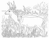 Ausmalbilder Hunting Reh Hirsch Buck Antler Tailed Chevreuil Malvorlagen 2632 Doe Mule Waldtiere Whitetail Stag Colouring Coloringhome Tiere Ruminant Mammal sketch template
