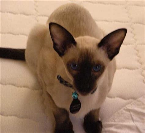 wedge head siamese cats testimony  point hvnwrd siamese pretty