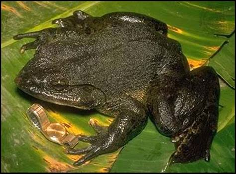 frog hopper glen fabulous frog facts   goliath frog